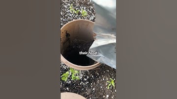 Used Coffee Grounds - How To Use Them In Your Garden #sustainablegardening #sustainability