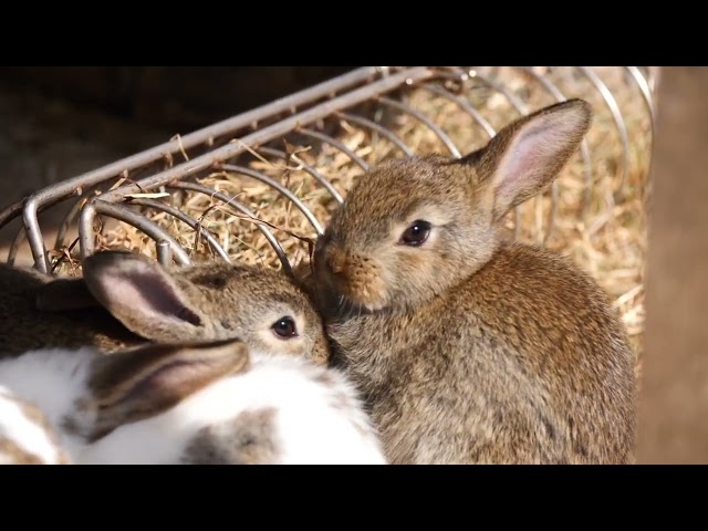 PET MOMENTS, RABBIT, SHEEP, CAT, DOG, CHICKEN, FISH - ANIMAL SONGS class=