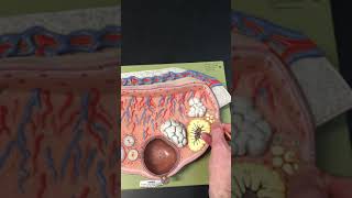 Unit 6 Ovary Model