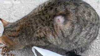 Sokak Kedi̇si̇nde Larva Gördük Tedaviye Gönderildi