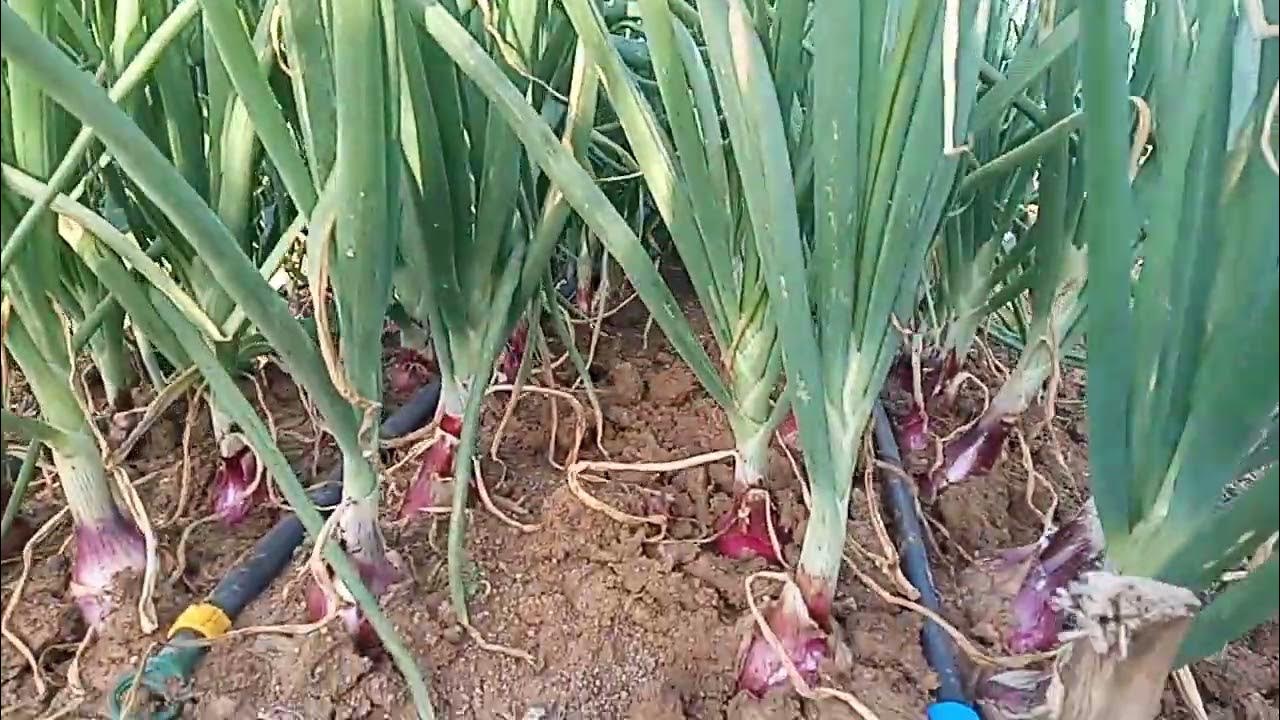 HOW TO PRODUCE QUALITY AND QUANTITY ONIONS? YouTube