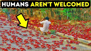 Island Where 100 Million Crabs Turn the Ground Red