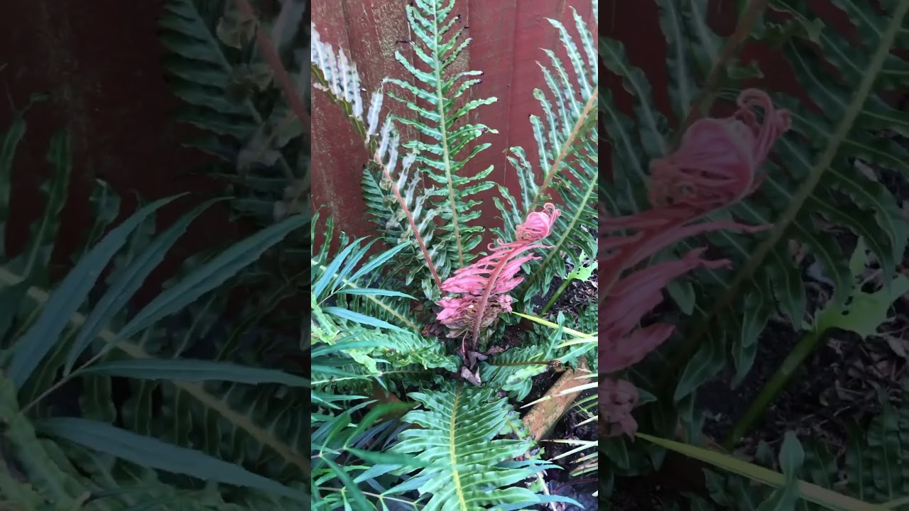 Brazilian tree fern (volcano fern).