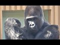 本当は一緒に遊びたくて、何度も息子達の遊びを邪魔する父ゴリラ⭐️Gorilla【京都市動物園】Momotaro can&#39;t control his desire to play with sons