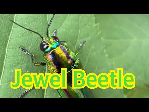 【属内最大種】フクロモモンガのようにかわいい顔つきのオーストラリアタマムシ 標本 Vlog#327 JEWEL BEETLE〔タマムシ〕観察 - YouTube