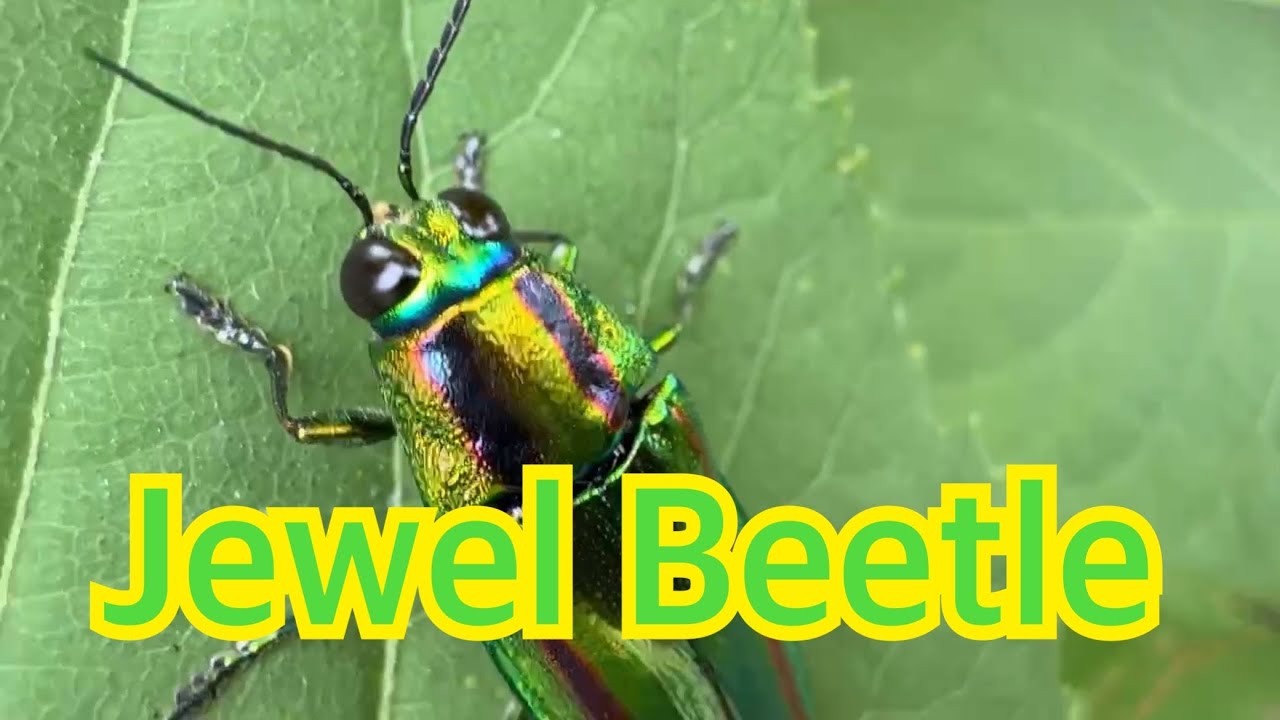 Vlog#327 JEWEL BEETLE〔タマムシ〕観察 - YouTube