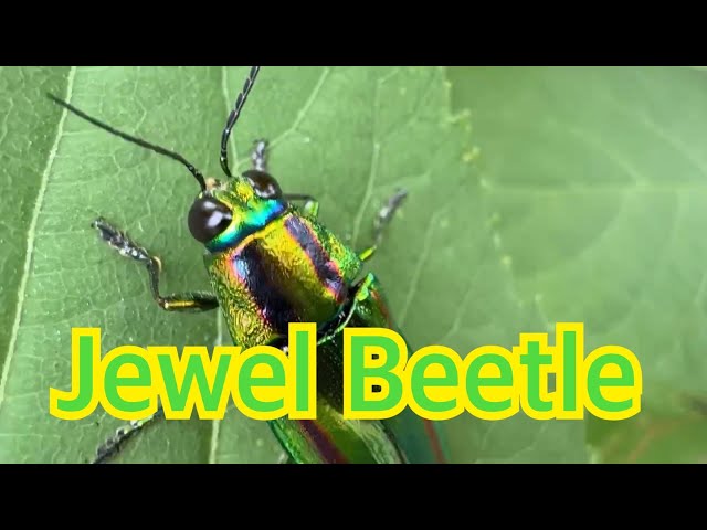 Vlog#327 JEWEL BEETLE〔タマムシ〕観察 - YouTube