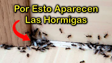 ¿Pueden las hormigas causar daños estructurales?