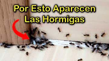 ¿Qué olores atraen a las hormigas?