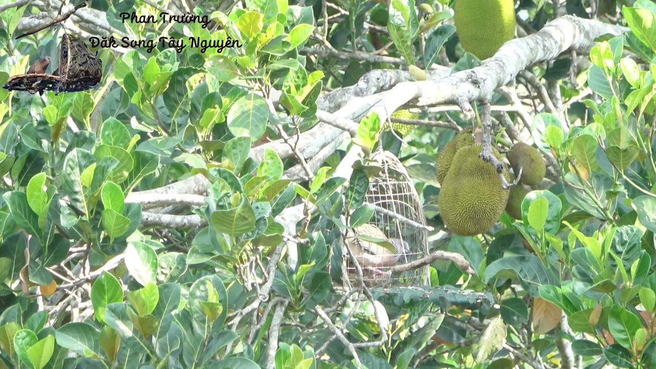 Cu gáy mồi. Bước nhảy hơn 1m (Set a trap for cuckoos) - 26/5/2024