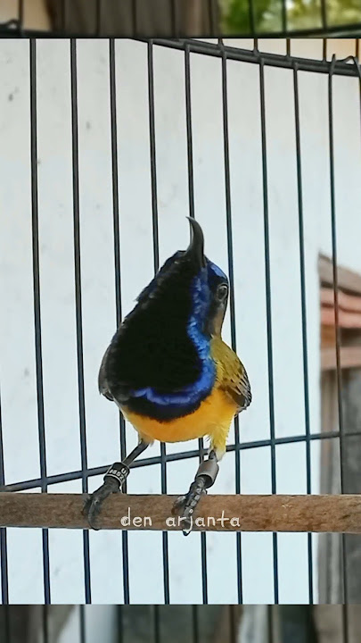 SOGON ngriwik nembak ampuh bikin bunyi