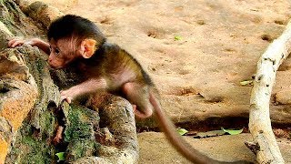 Baby Brittany Can Climbing Tree Trunk With Out Supporting From Mom,Now She Is Training To Climb