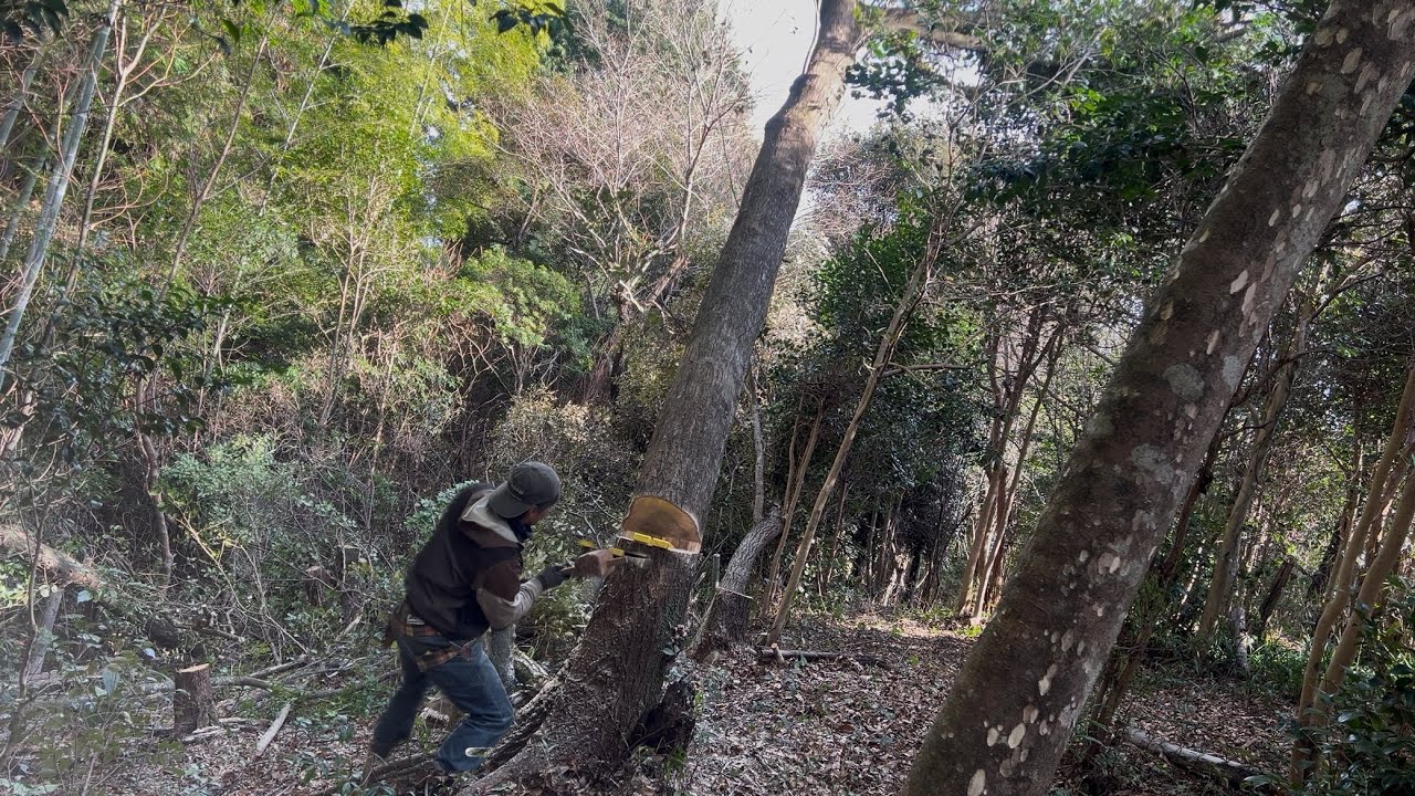 庭木の伐採　釣りと家事の両立は難しい…