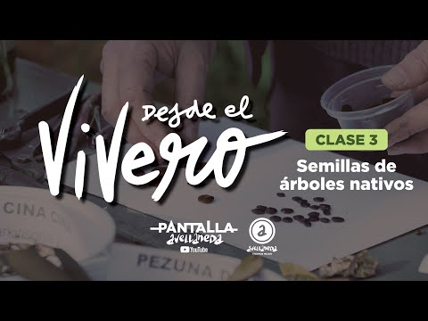 "Desde el vivero" clase 3: "Semillas de árboles nativos"