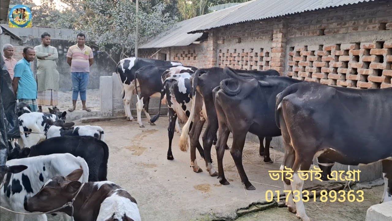 @ আজ 3 March 2026|| চট্টগ্রামের কোথায় পাবেন এই দুধের গাভী বাছুর গুলো??