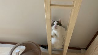 完成前のエリアに侵入する猫