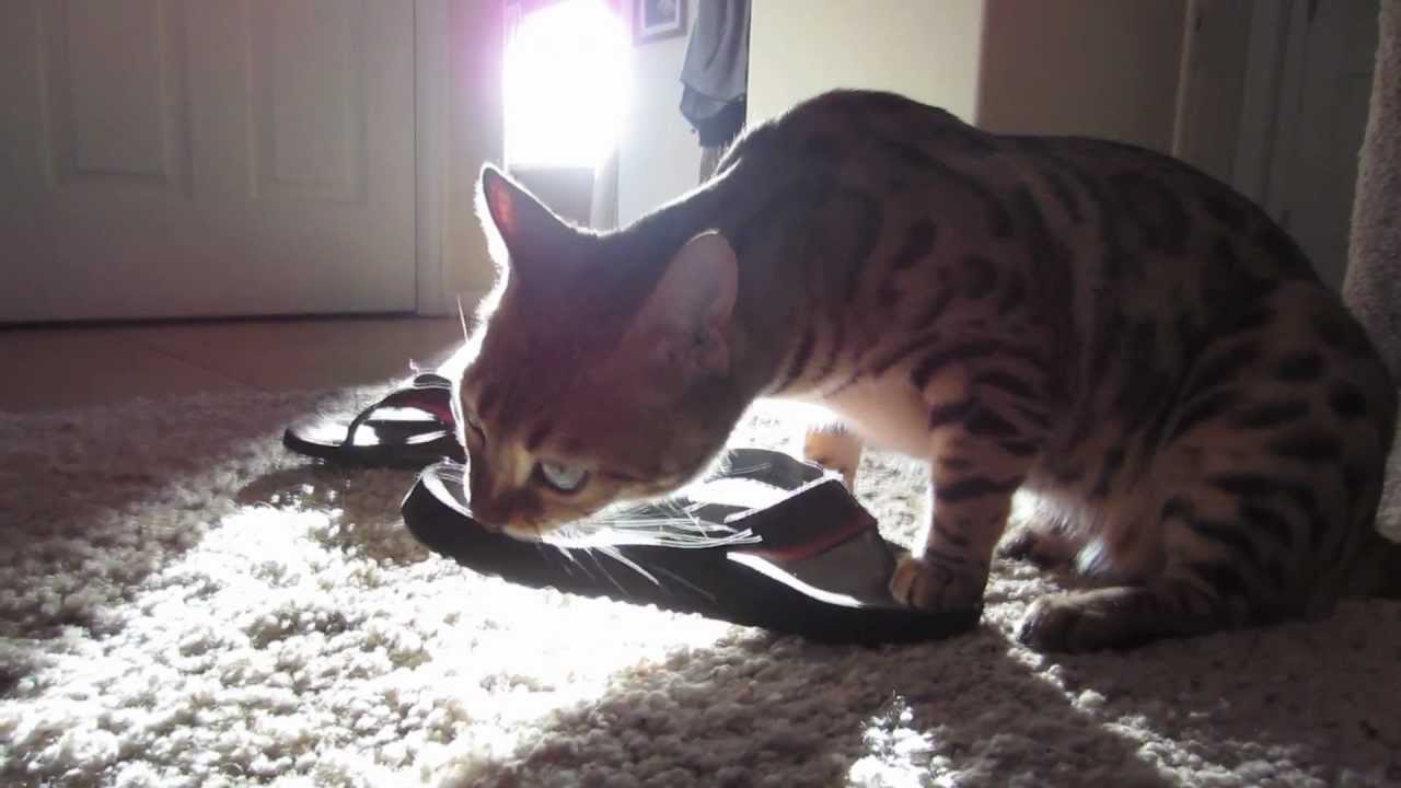 Things Bengals Eat Flip Flops YouTube