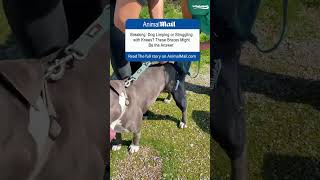 Breaking: 2025 Best Dog Knee Brace for ACL/CCL Issues