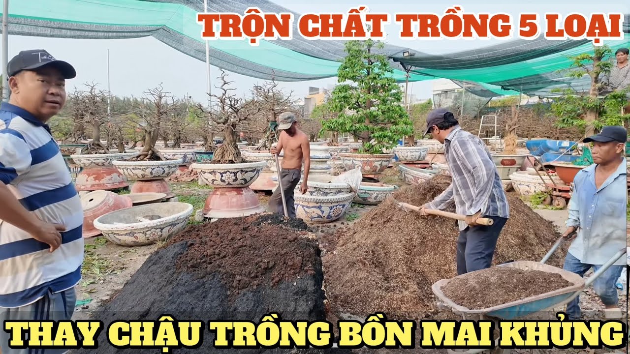 Vườn mai Phương Bình  hướng dẫn trộn chất trồng 5 loại thay chậu trồng bồn mai khủng sắp GL bo SBSG
