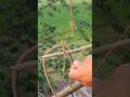 Parrot Catching Technique ✔️ Best Bird Trap 💡 #shorts #youtubeshorts