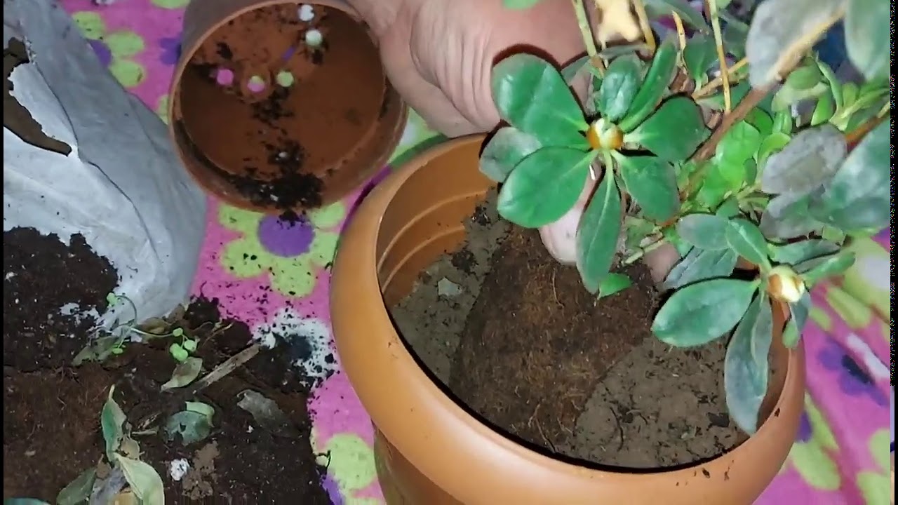 Saksı Değişimi Yaparken Bunlara Dikkat edin Açelya Çiçeği Saksı Değişimi Kocaman Olsun