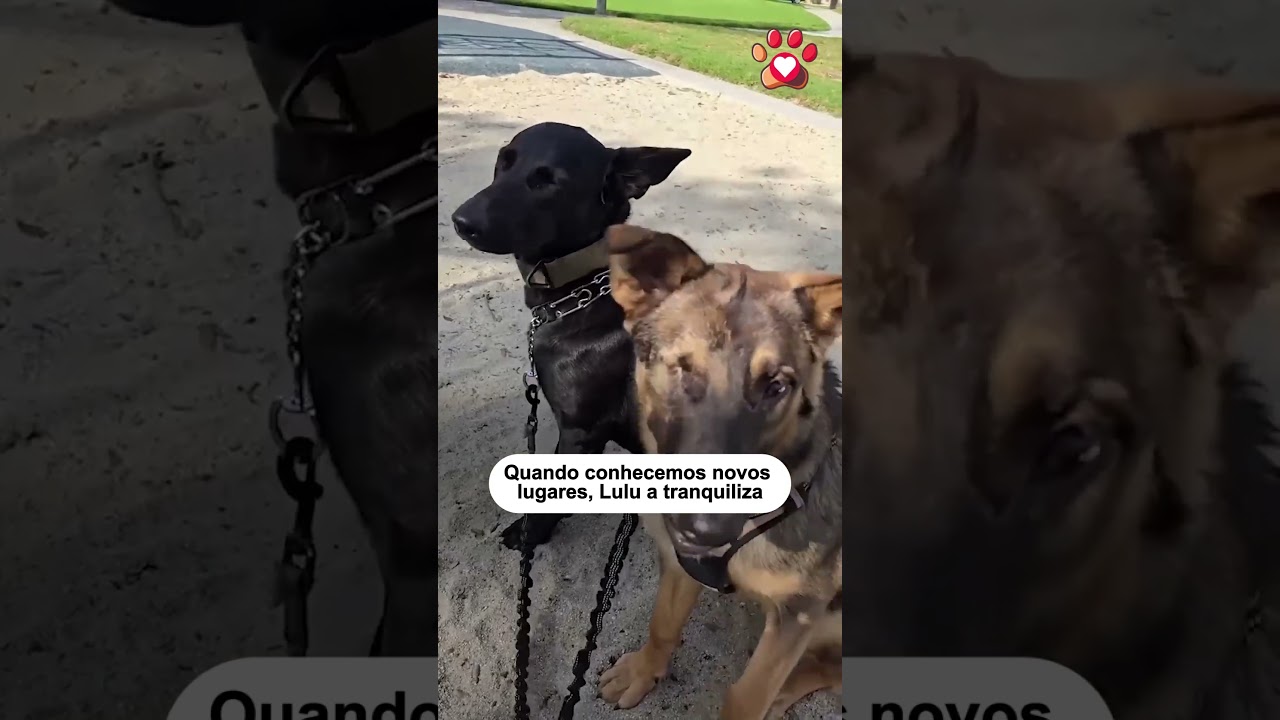 Abandonaram essa filhote cega no parque 💔  