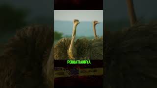 Tips Jika Diserang Burung Unta #faktaunik #sains