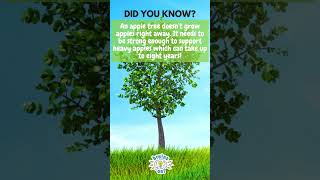How long does it take to grow an apple? | Brains On! How Do Apples Grow Brains On
