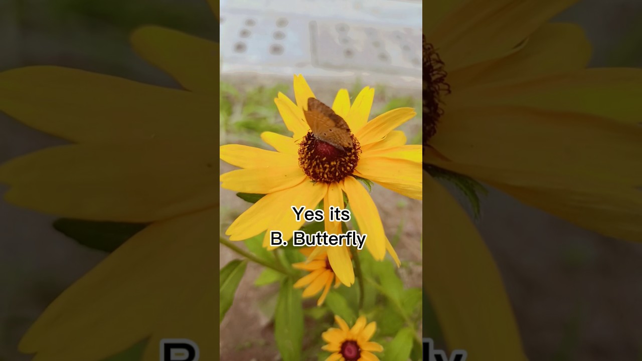 Which insect tastes with its feet |  insects | Taste | butterfly | honeybee | learn with me