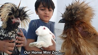 our home mini zoo #vlog #dailyvlogs