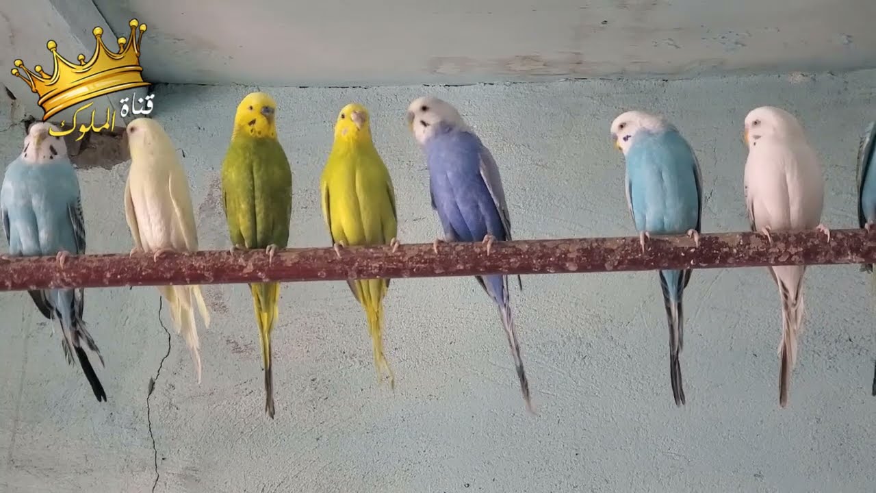 سر نجاح إنتاج البادجي يبدأ من هنا | كيف تجهز أعشاش البادجي للإنتاج الغزير هذا الموسم؟