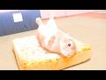 食パンが届いたのでムギに渡したら数分でこうなりました【No.2015】