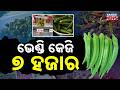 Special Report: Bhendi (okra) Sold for ₹7250 in USA While It Costs Just ₹50 In India