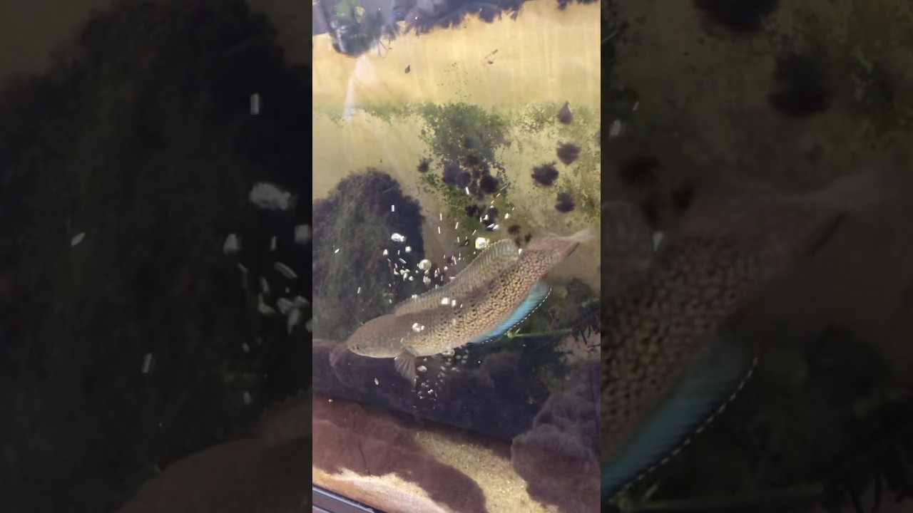 CHANNA STEWARTII ATTACK FISH ! 