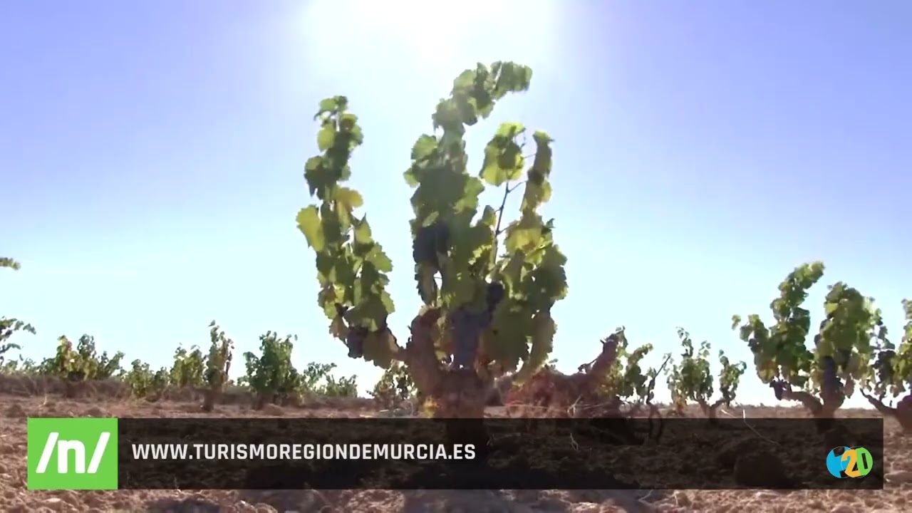 02/01/2026 Turismo Región de Murcia: Visita la bodega San Isidro en Jumilla