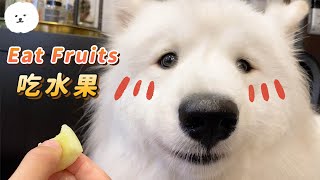Samoyed Dog Eats Fruits! Which One is Her Favorite??【Samoyed PUMPKIN】