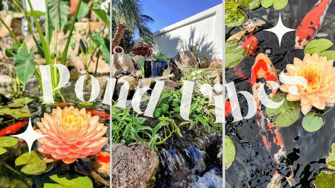 Replacing a POOL with a KOI POND in the beautiful SONORAN DESERT!