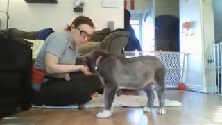 Hidden Pawtential: Loading the clicker
