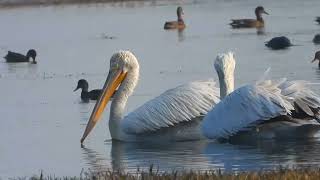 Dalmatian pelican bird in wild