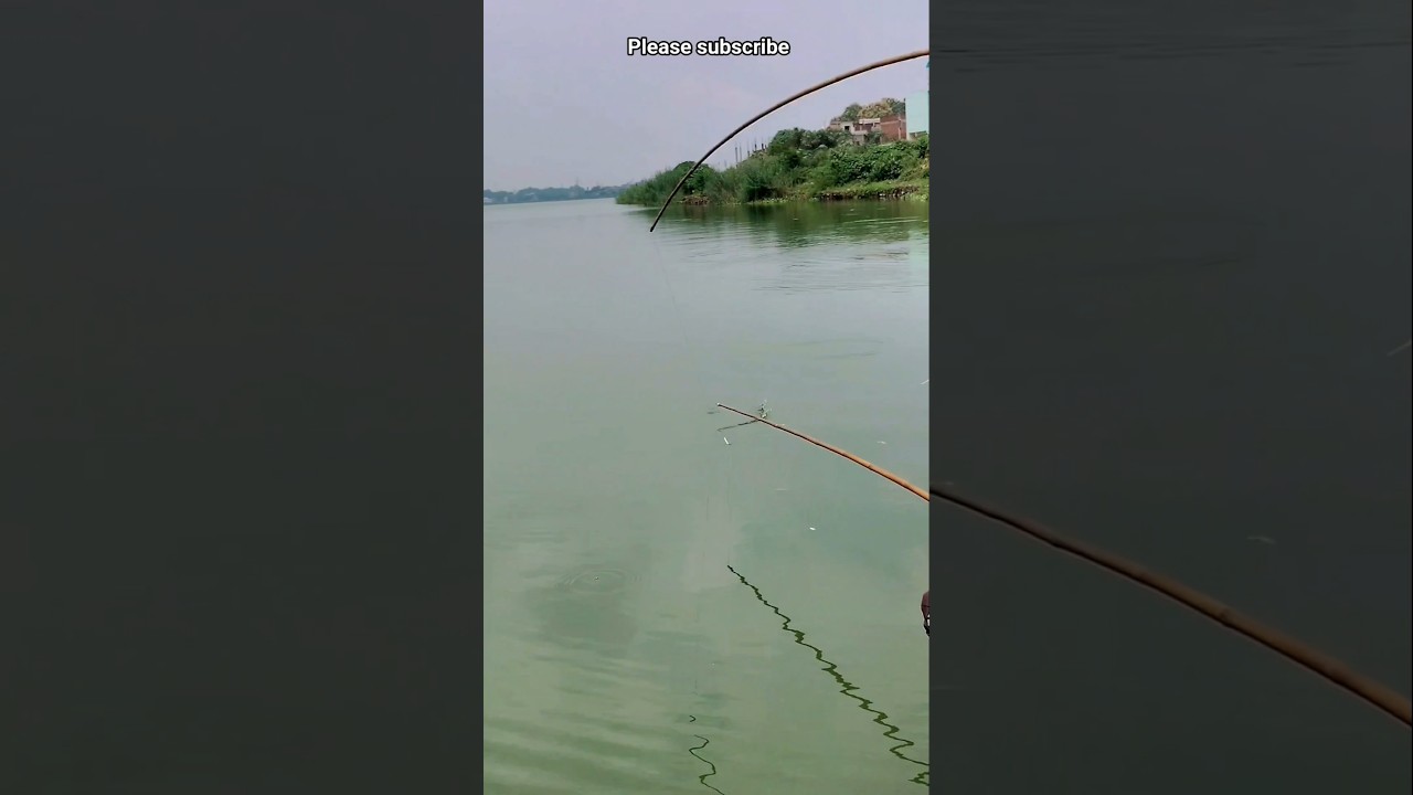 Big size rohu fish catch 🪝🪝 