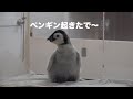 ペンギン起きたで〜