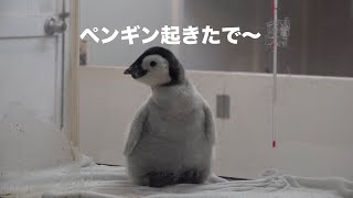 ペンギン起きたで〜