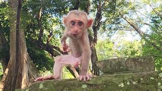 Watch Real-Time  Our Babies Monkey Alfie,Jony, Sama & Ometh in Action Play at Morning🐒💕
