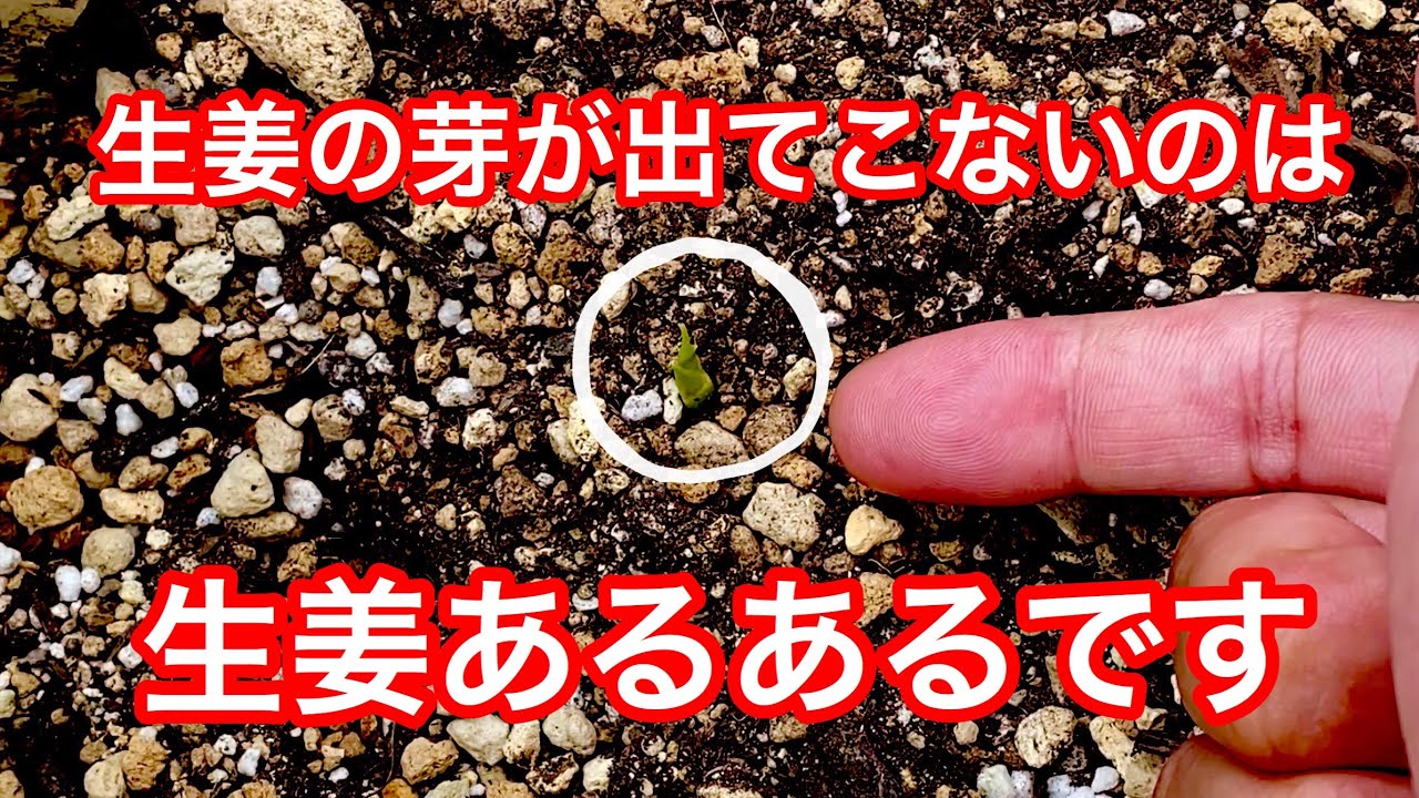 生姜育てるあるある 生姜の芽が出ない 掘り起こしたいと思ったら見てね Youtube