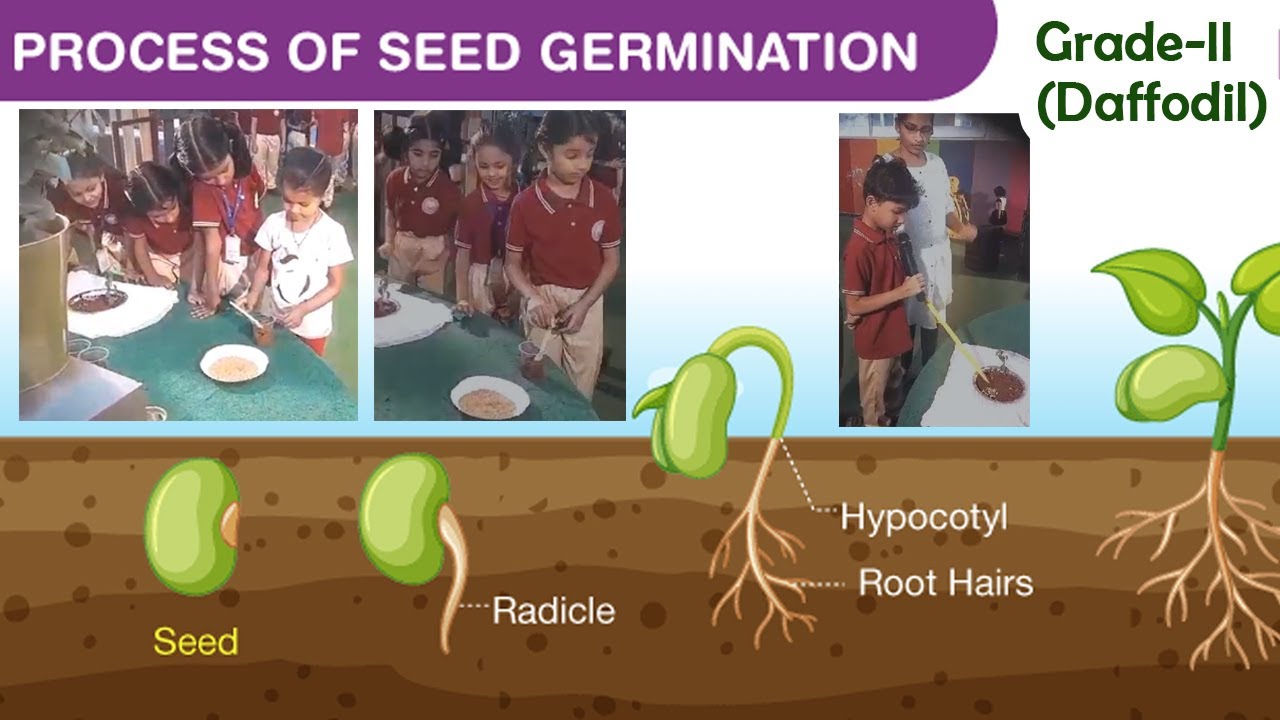 Process of Seed Germination Activity By Grade2 Daffodil Neo
