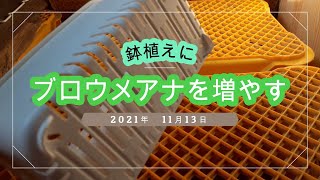【多肉備忘録】0120 ブロウメアナを増やす