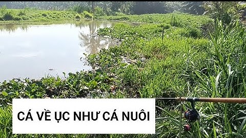 Câu Cá Tra Sông ! Sông Nầy Giờ Cá Về Ục Như Hồ Nuôi