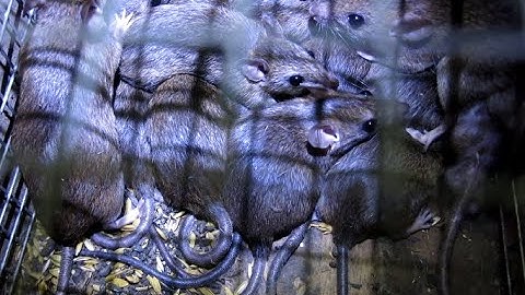 Bắt hết bầy Chuột 18 con bằng cái bẫy tự chế (18 mouses in mouse trap)