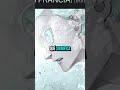 El NUEVO EGO de Isagi 🧩🔥 | Blue Lock Capítulo 346