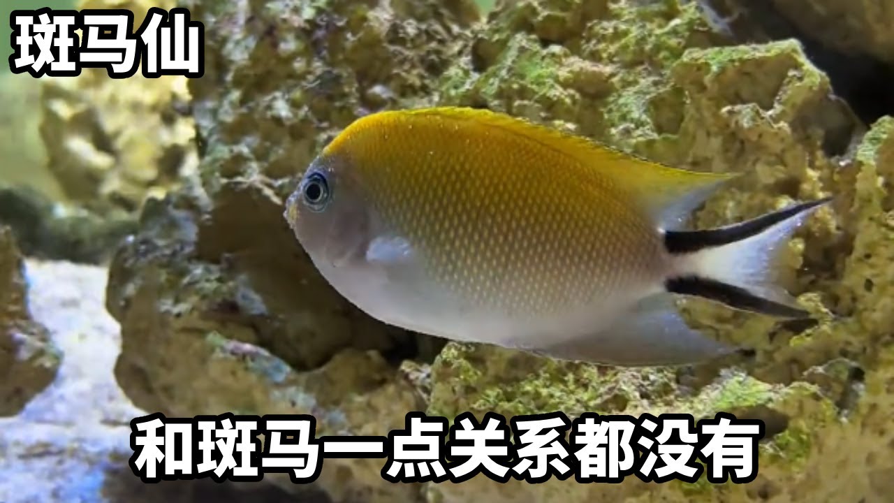 神秘海洋商人说他是斑马仙，怎么和斑马一点关系都没有，这是为什么！